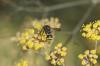 Ancistrocerus sp.